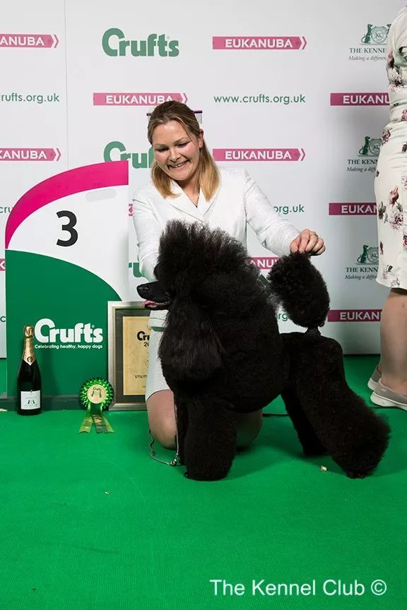 惠比特击败2万只狗，获世界最大犬展Crufts 2018年总冠军-26.jpeg