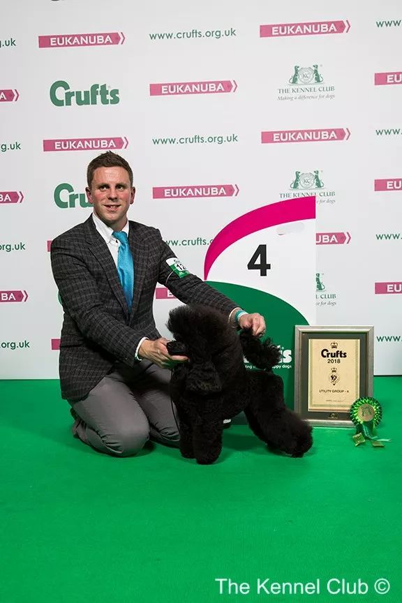 惠比特击败2万只狗，获世界最大犬展Crufts 2018年总冠军-27.jpeg