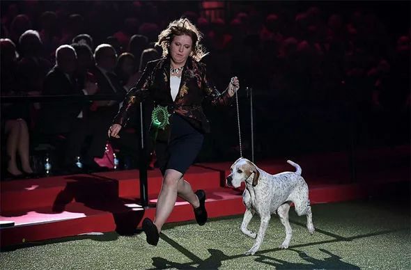 惠比特击败2万只狗，获世界最大犬展Crufts 2018年总冠军-28.jpeg