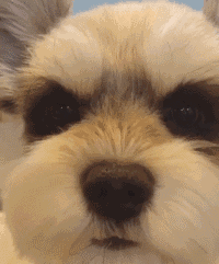 迷你雪纳瑞：活泼好动有点“皮”-6.gif
