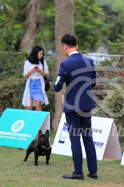 CKU赛事快报 | 3月16日南宁冠军展BIS获奖犬只-4.jpeg