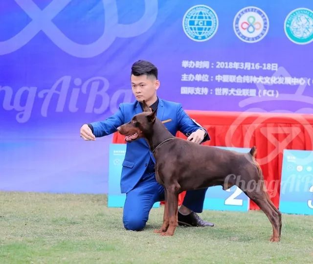 CKU赛事快报 | 3月16日南宁冠军展BIS获奖犬只-6.jpeg