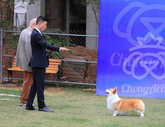 CKU赛事快报 | 3月16日南宁冠军展BIS获奖犬只-5.jpeg