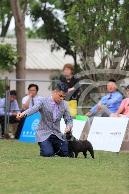 CKU赛事快报 | 3月16日南宁冠军展BIS获奖犬只-9.jpeg
