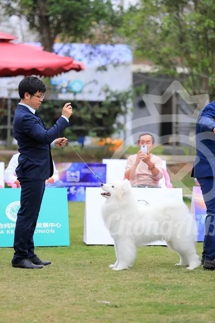 CKU赛事快报 | 3月16日南宁冠军展BIS获奖犬只-8.jpeg