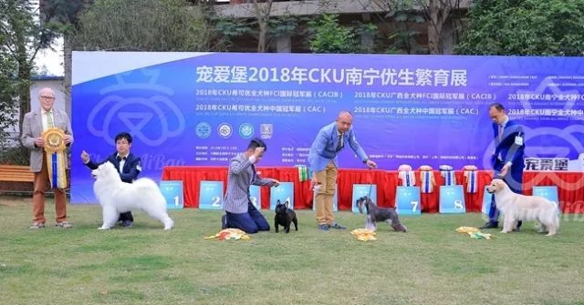 CKU赛事快报 | 3月16日南宁冠军展BIS获奖犬只-7.jpeg