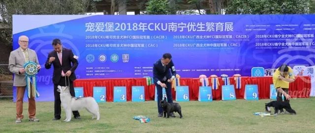CKU赛事快报 | 3月16日南宁冠军展BIS获奖犬只-12.jpeg