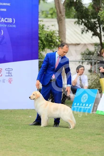 CKU赛事快报 | 3月16日南宁冠军展BIS获奖犬只-11.jpeg