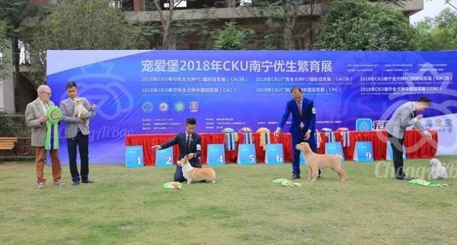 CKU赛事快报 | 3月16日南宁冠军展BIS获奖犬只-16.jpeg