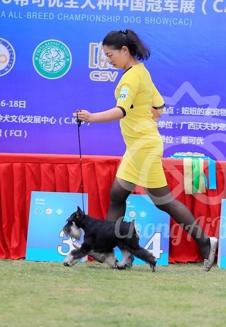 CKU赛事快报 | 3月16日南宁冠军展BIS获奖犬只-15.jpeg