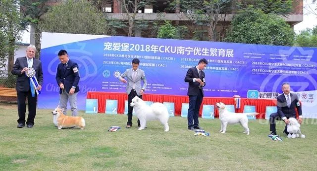 CKU赛事快报 | 3月16日南宁冠军展BIS获奖犬只-22.jpeg
