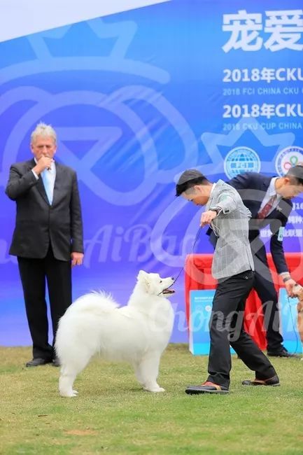 CKU赛事快报 | 3月16日南宁冠军展BIS获奖犬只-24.jpeg
