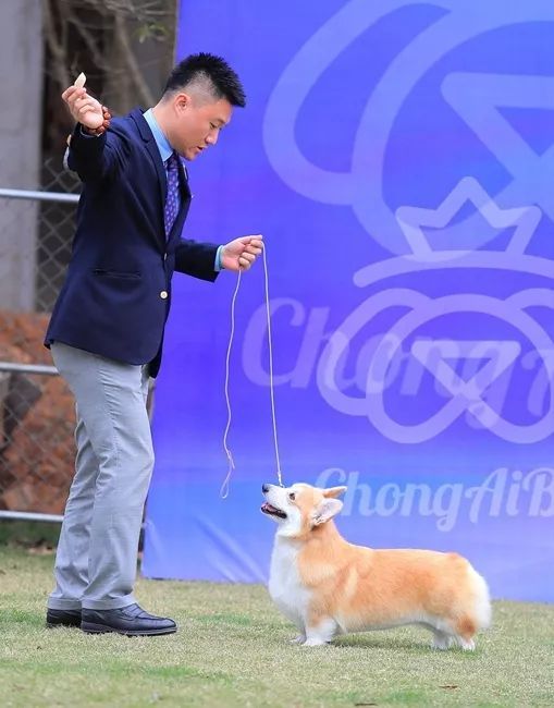 CKU赛事快报 | 3月16日南宁冠军展BIS获奖犬只-23.jpeg