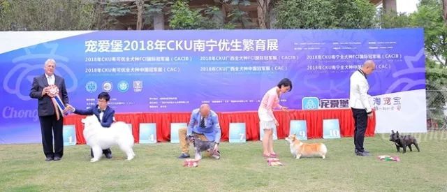 CKU赛事快报 | 3月16日南宁冠军展BIS获奖犬只-27.jpeg
