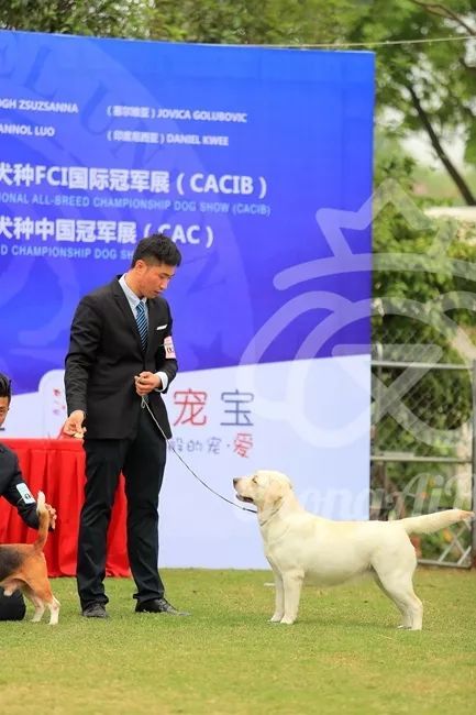 CKU赛事快报 | 3月16日南宁冠军展BIS获奖犬只-25.jpeg