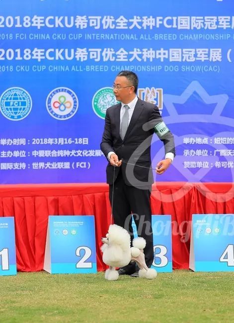 CKU赛事快报 | 3月16日南宁冠军展BIS获奖犬只-26.jpeg
