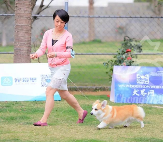 CKU赛事快报 | 3月16日南宁冠军展BIS获奖犬只-30.jpeg