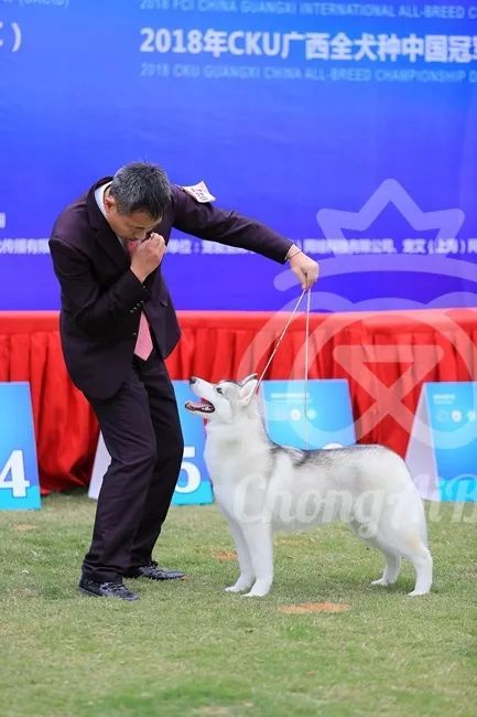 CKU赛事快报 | 3月16日南宁冠军展BIS获奖犬只-33.jpeg