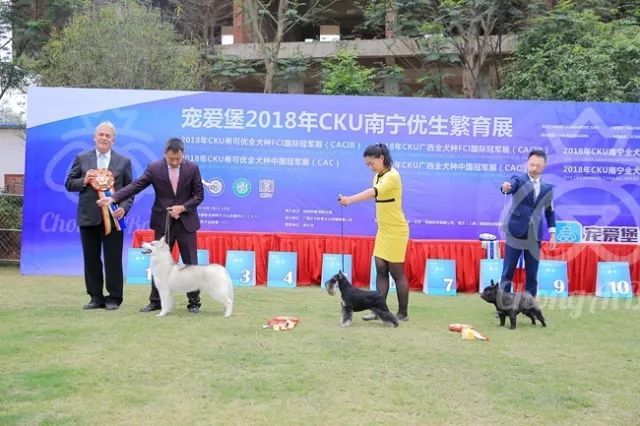 CKU赛事快报 | 3月16日南宁冠军展BIS获奖犬只-32.jpeg