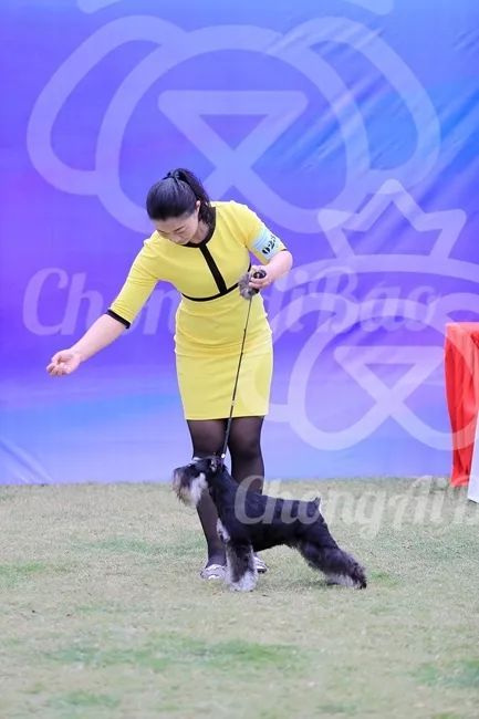 CKU赛事快报 | 3月16日南宁冠军展BIS获奖犬只-34.jpeg