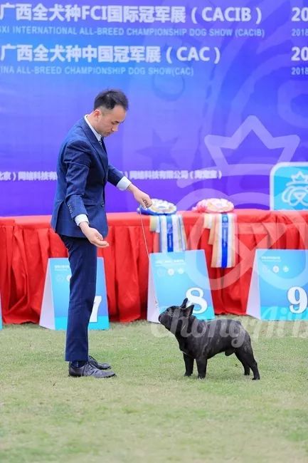 CKU赛事快报 | 3月16日南宁冠军展BIS获奖犬只-35.jpeg