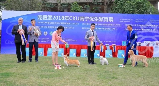 CKU赛事快报 | 3月16日南宁冠军展BIS获奖犬只-36.jpeg