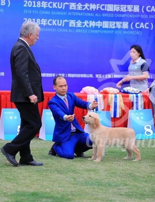CKU赛事快报 | 3月16日南宁冠军展BIS获奖犬只-40.jpeg