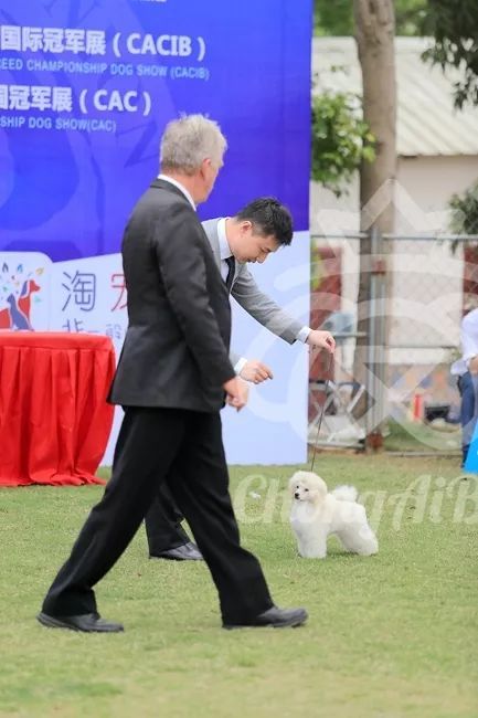 CKU赛事快报 | 3月16日南宁冠军展BIS获奖犬只-39.jpeg