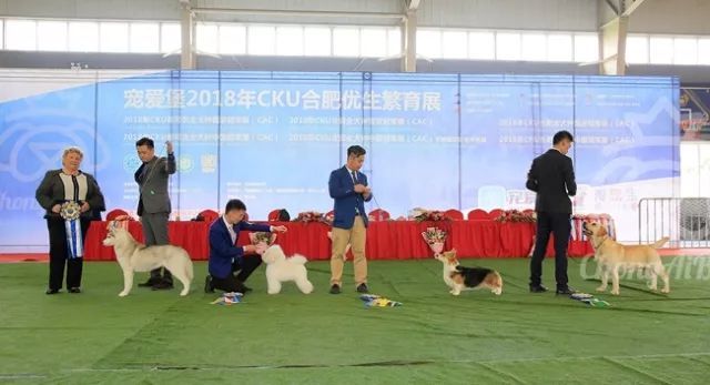 CKU赛事快报 | 3月16日合肥冠军展BIS获奖犬只-2.jpeg