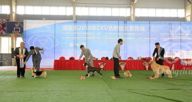 CKU赛事快报 | 3月16日合肥冠军展BIS获奖犬只-7.jpeg