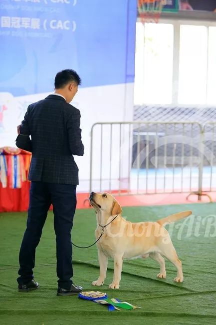 CKU赛事快报 | 3月16日合肥冠军展BIS获奖犬只-6.jpeg