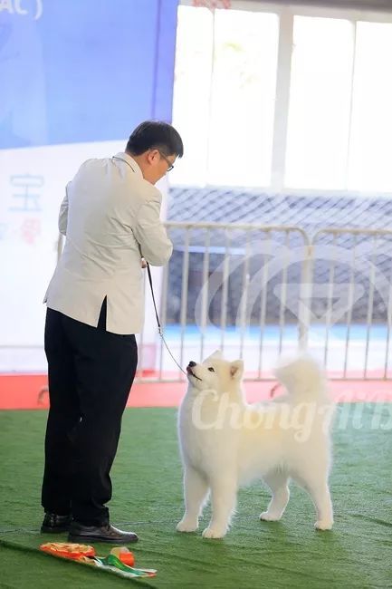CKU赛事快报 | 3月16日合肥冠军展BIS获奖犬只-16.jpeg