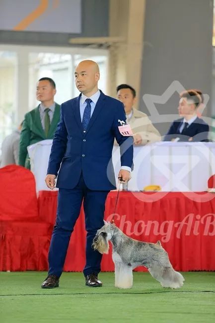 CKU赛事快报 | 3月16日合肥冠军展BIS获奖犬只-21.jpeg