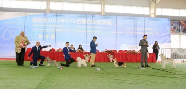 CKU赛事快报 | 3月16日合肥冠军展BIS获奖犬只-23.jpeg