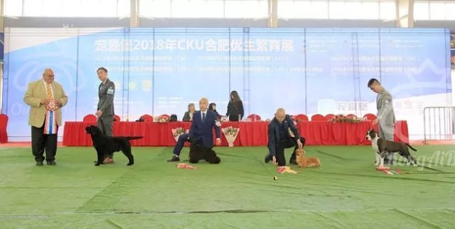 CKU赛事快报 | 3月16日合肥冠军展BIS获奖犬只-28.jpeg