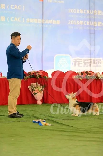 CKU赛事快报 | 3月16日合肥冠军展BIS获奖犬只-26.jpeg