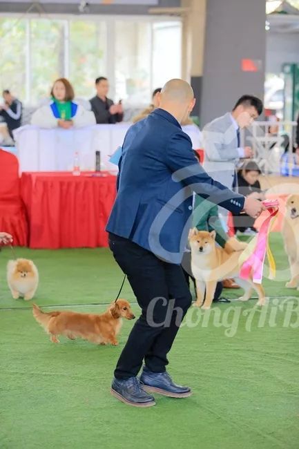 CKU赛事快报 | 3月16日合肥冠军展BIS获奖犬只-31.jpeg