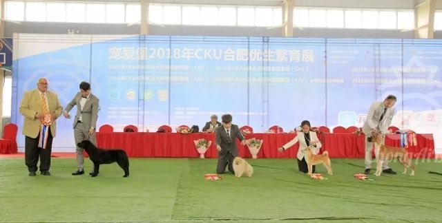 CKU赛事快报 | 3月16日合肥冠军展BIS获奖犬只-33.jpeg
