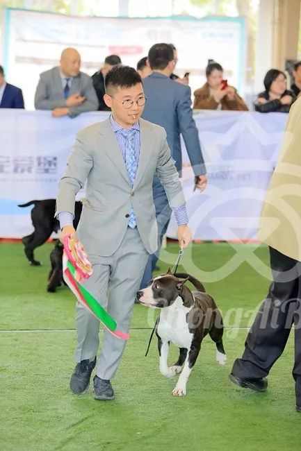 CKU赛事快报 | 3月16日合肥冠军展BIS获奖犬只-32.jpeg
