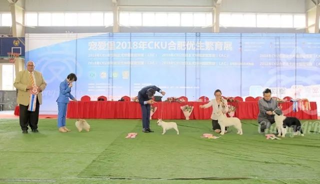 CKU赛事快报 | 3月16日合肥冠军展BIS获奖犬只-38.jpeg