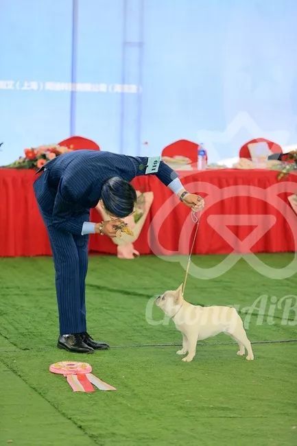 CKU赛事快报 | 3月16日合肥冠军展BIS获奖犬只-40.jpeg