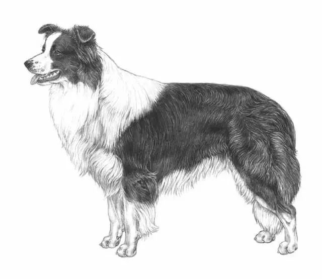 边境牧羊犬FCI标准-1.jpeg