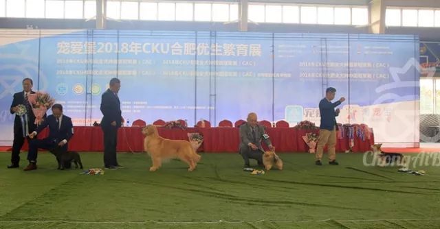 CKU赛事快报 | 3月17日合肥冠军展BIS获奖犬只-2.jpeg