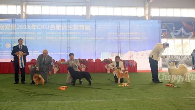 CKU赛事快报 | 3月17日合肥冠军展BIS获奖犬只-4.jpeg