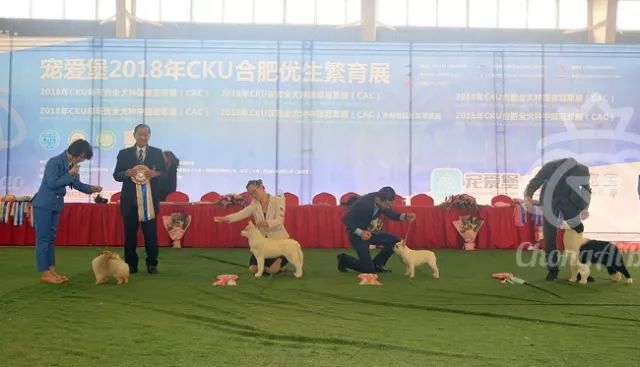 CKU赛事快报 | 3月17日合肥冠军展BIS获奖犬只-5.jpeg