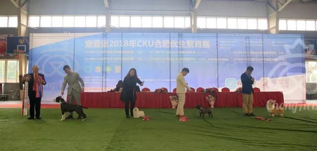 CKU赛事快报 | 3月17日合肥冠军展BIS获奖犬只-8.jpeg