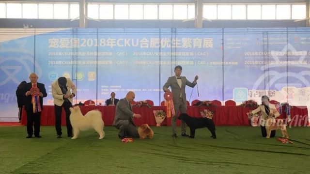 CKU赛事快报 | 3月17日合肥冠军展BIS获奖犬只-9.jpeg