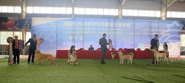 CKU赛事快报 | 3月17日合肥冠军展BIS获奖犬只-7.jpeg