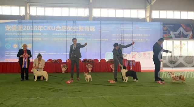CKU赛事快报 | 3月17日合肥冠军展BIS获奖犬只-10.jpeg