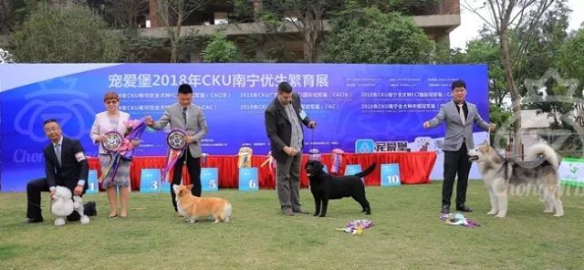 CKU赛事快报 | 3月17日南宁冠军展BIS获奖犬只-2.jpeg